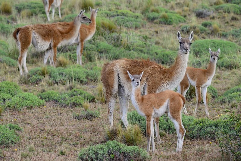 Flock of Guanacos (Lama guanicoe) with young animals