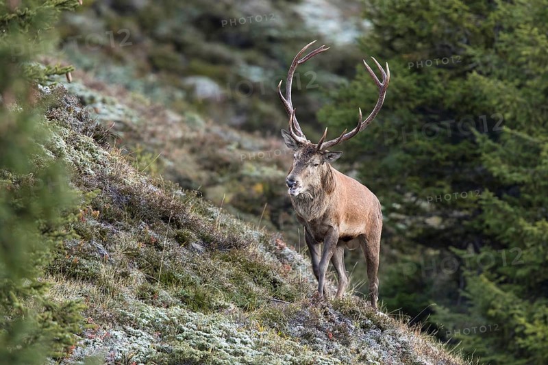 Red deer (Cervus elaphus)