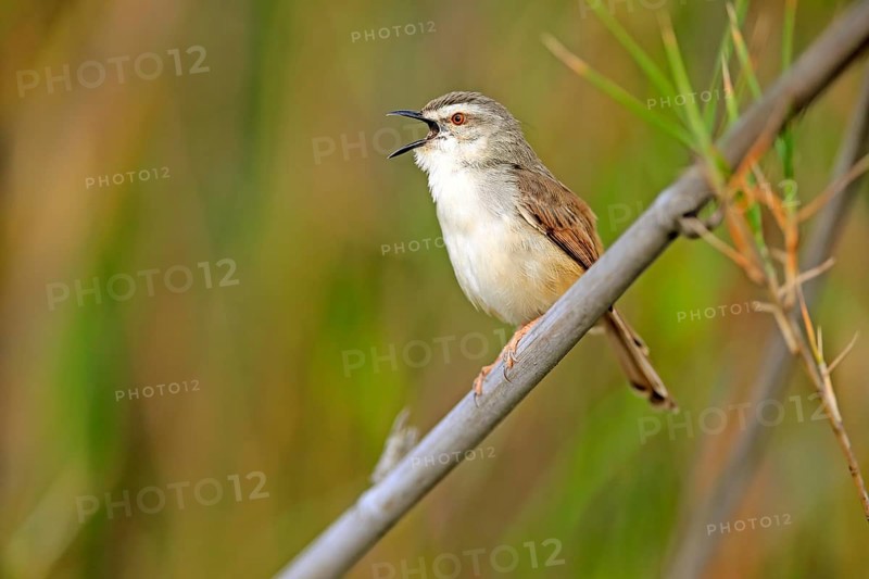 Tawny-flanked prinia (Prinia subflava)