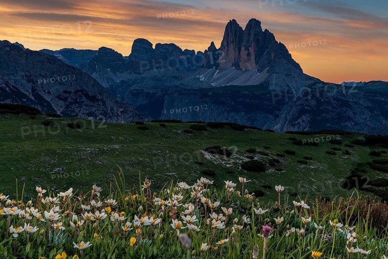 Three Peaks Massive at sunrise with White dryad (Dryas octopetala) flowers in the foreground