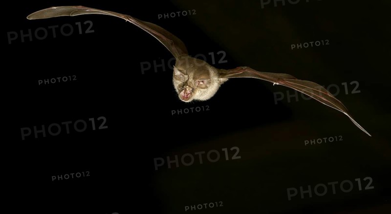 Greater horseshoe bat (Rhinolophus ferrumequinum) in flight at night