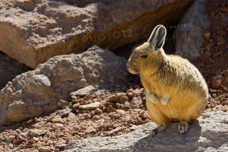Southern Viscacha (Lagidium viscacia)