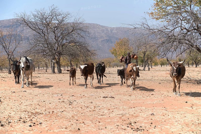 Himba man drives cattle through the dry tree savannah