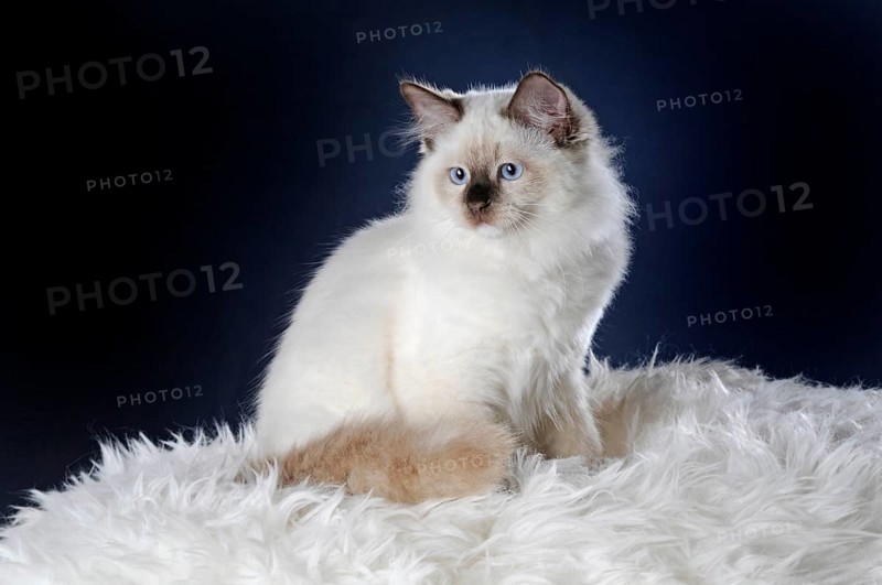 Ragdoll