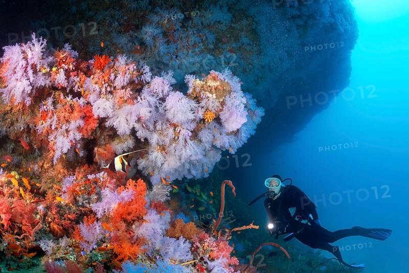 Diver views overhang densely overgrown with Soft corals (Alcyonacea)
