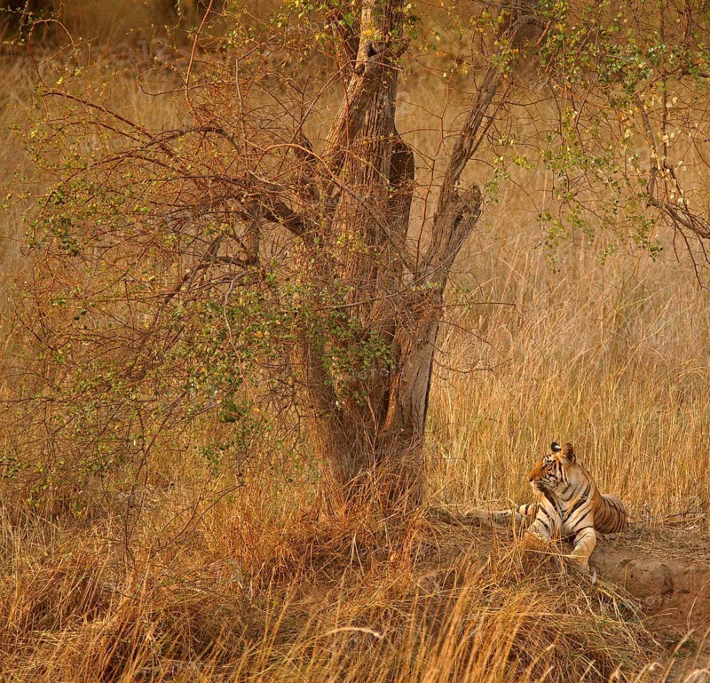 Bengal tiger (Panthera tigris tigris)