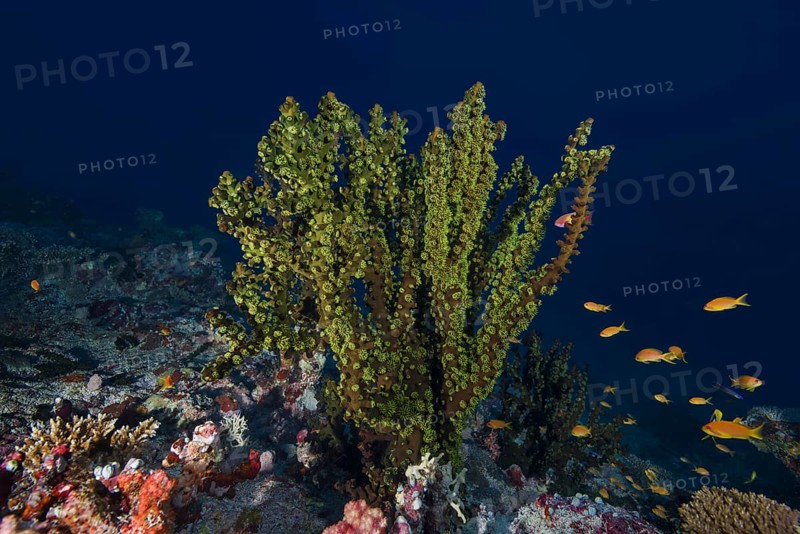 Black Sun Coral (Tubastraea micranthus)