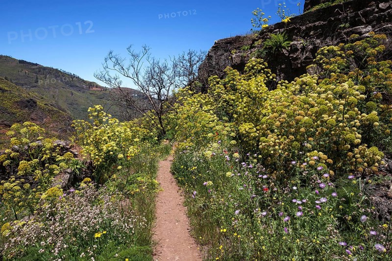 Path through blooming vegetation