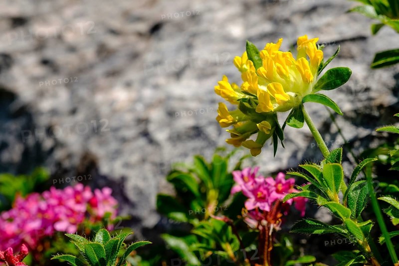 Alpine kidneyvetch (Anthyllis vulneraria alpestris)
