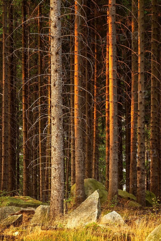 Spruce forest with rocks in the last light of the evening sun