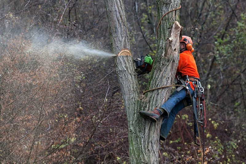 Forestry work