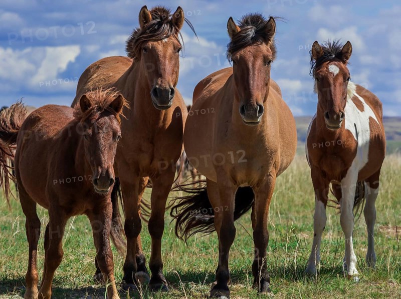 Flock of horses with young animals on a pasture