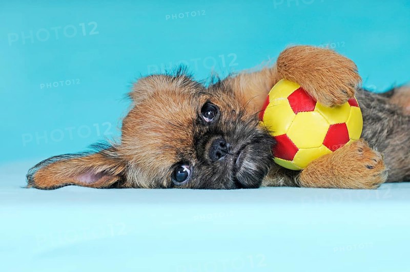 Brussels Griffon