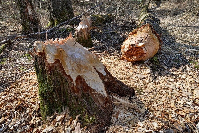 Fallen down tree