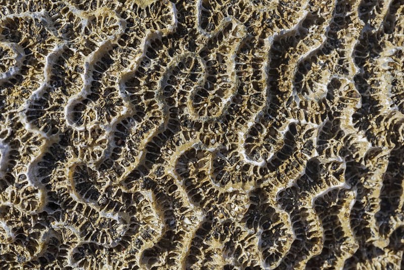 Coral fossil texture background