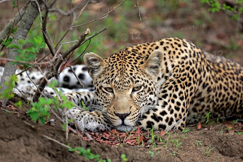 Leopard (Panthera pardus)