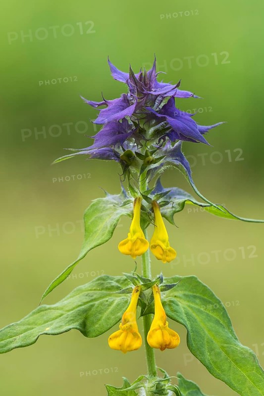 Melampyrum nemorosum (Melampyrum nemorosum)