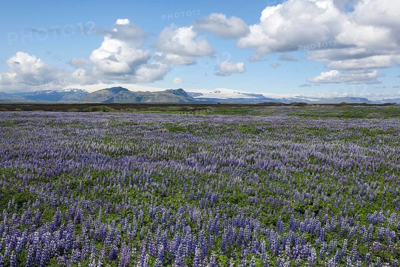 Wide landscape with Nootka lupins (Lupinus nootkatensis)