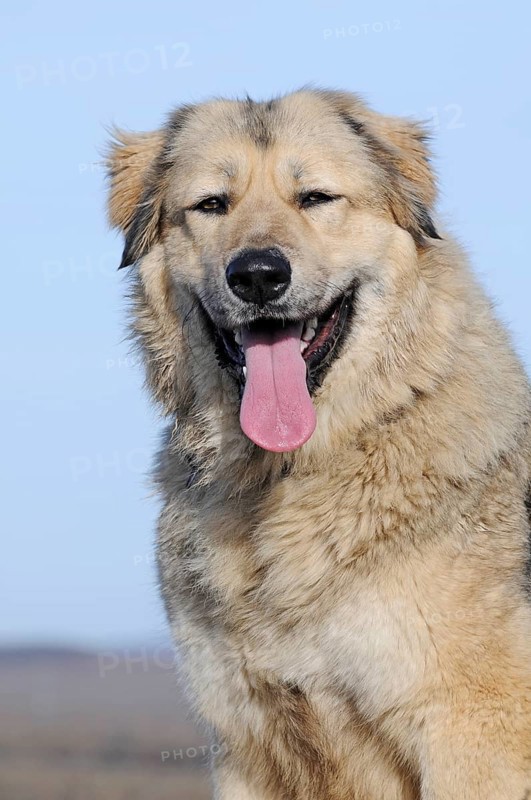 Caucasian Ovcharka