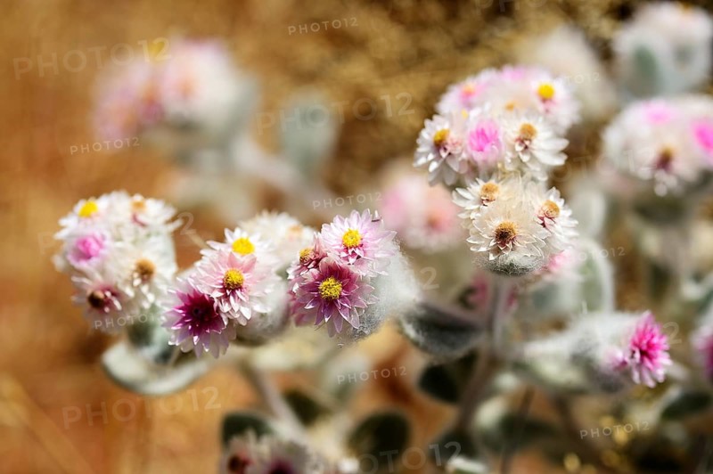 African edelweiss (Helichrysum roseo niveum)