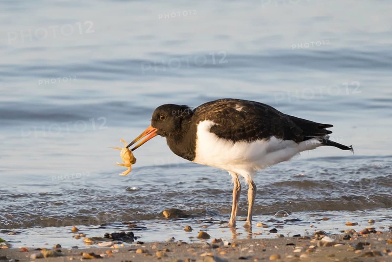 Eurasian oystercatcher (Haematopus ostralegus)