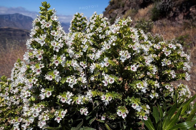 Blooming Echium decaisnei (Echium decaisnei)