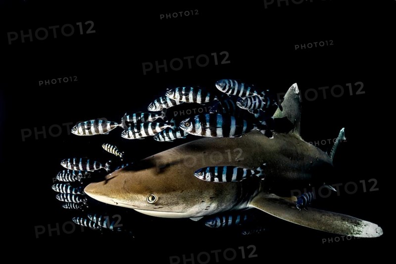 Oceanic whitetip shark (Carcharhinus longimanus) with Pilot Fish (Naucrates ductor)