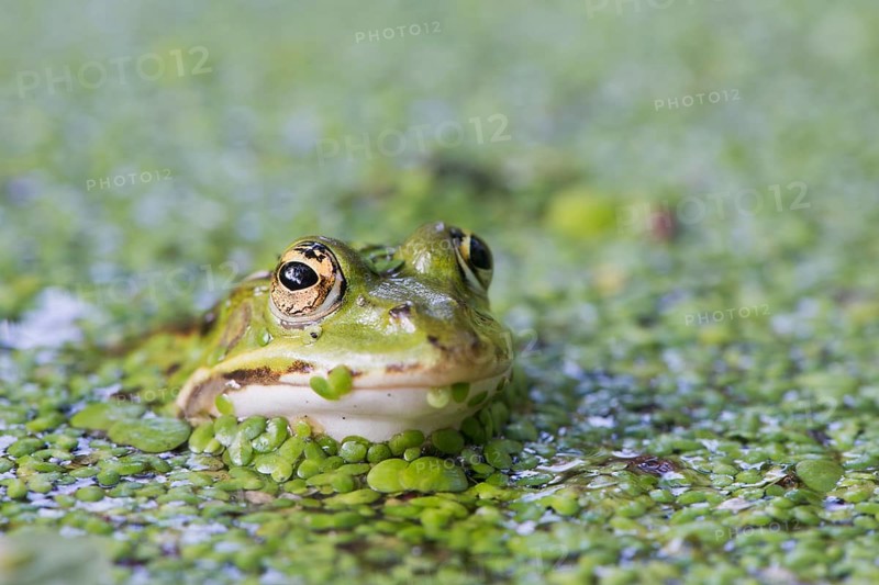 Green frog (Rana esculenta)
