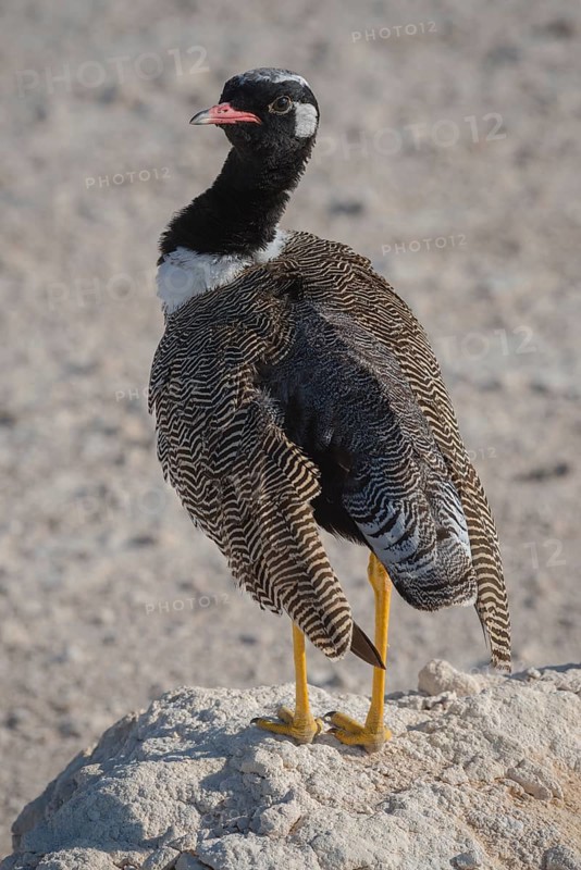 Black bustard (Eupodotis afra)