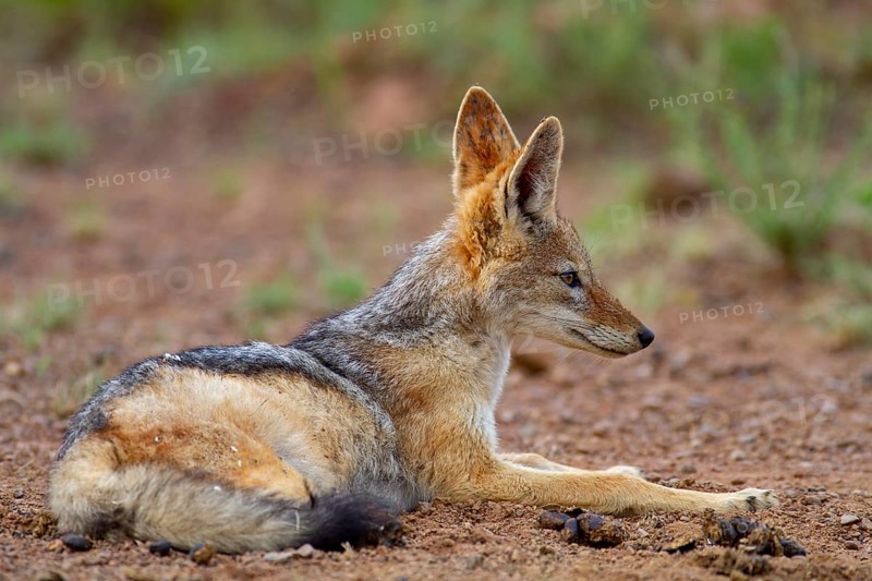 Black-backed Jackal (Canis mesomelas)