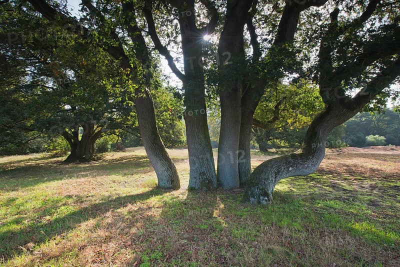 Wood pasture oak (Quercus robur)