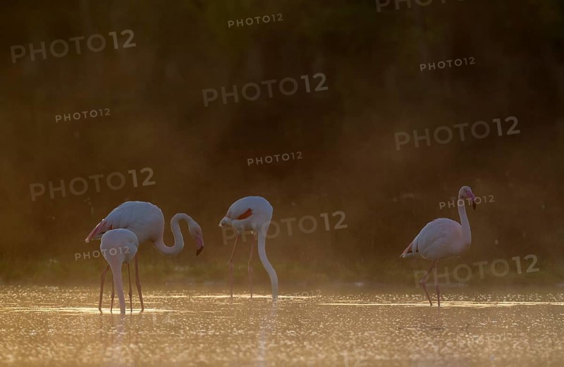 Greater Flamingo (Phoenicopterus roseus)