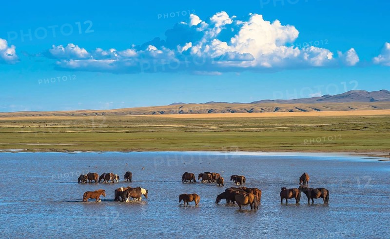 Flock of wild horses in the riverbed of Tuul river