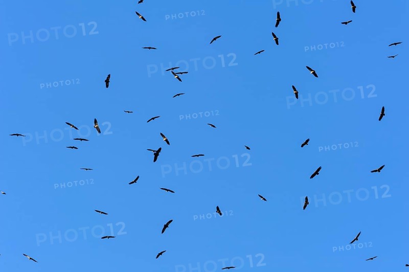 Griffon vulture (Gyps fulvus)