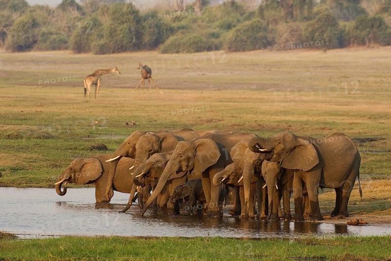 African Elephant (Loxodonta africana)