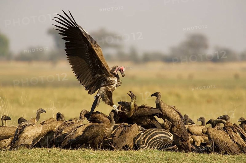 Lappet-faced Vulture (Torgos tracheliotus) and White backed Vulture (Gyps africanus)