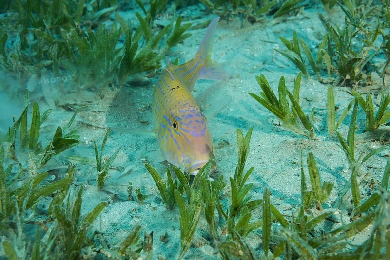 Cinnabar Goatfish (Parupeneus heptacanthus) hiding in the sea grass
