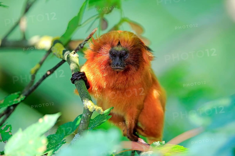 Golden lion tamarin (Leontopithecus rosalia)