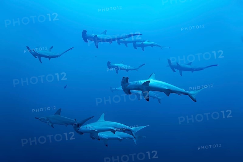 Swarm