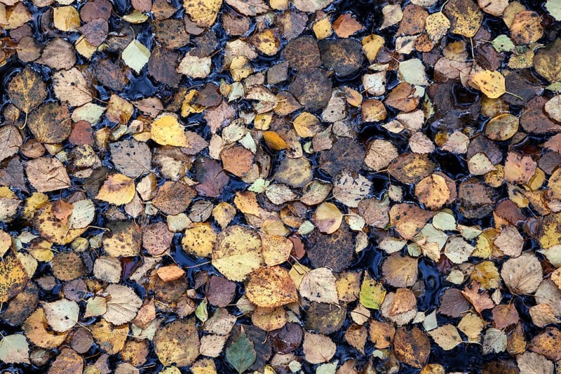 Autumn leaves