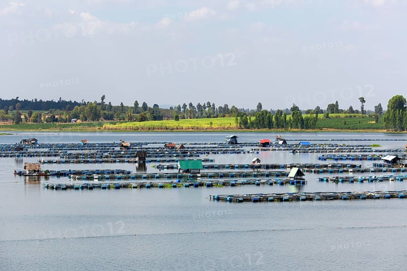 Freshwater fish farm in Lam Pao River