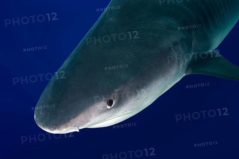 Animal portrait of Tiger Shark (Galeocerdo cuvier) in the blue water
