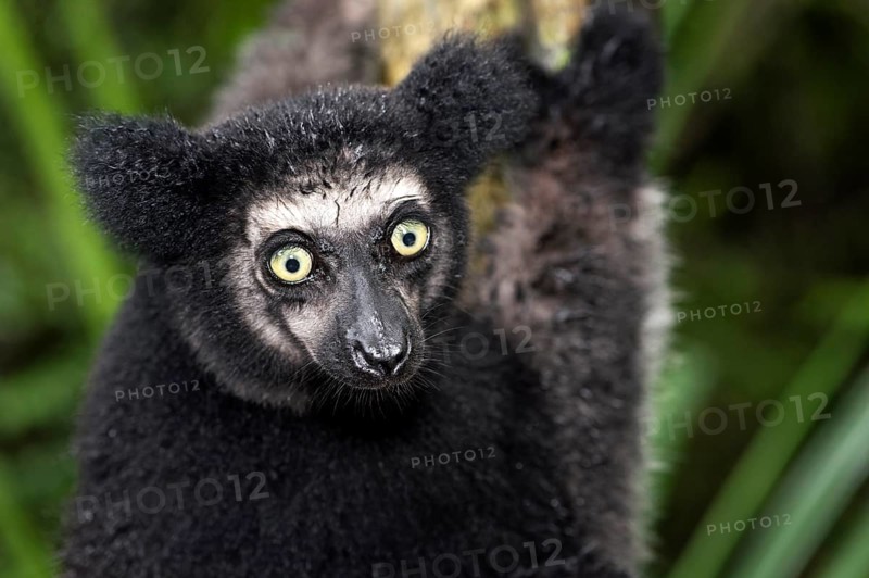 Indri (Indri indri)