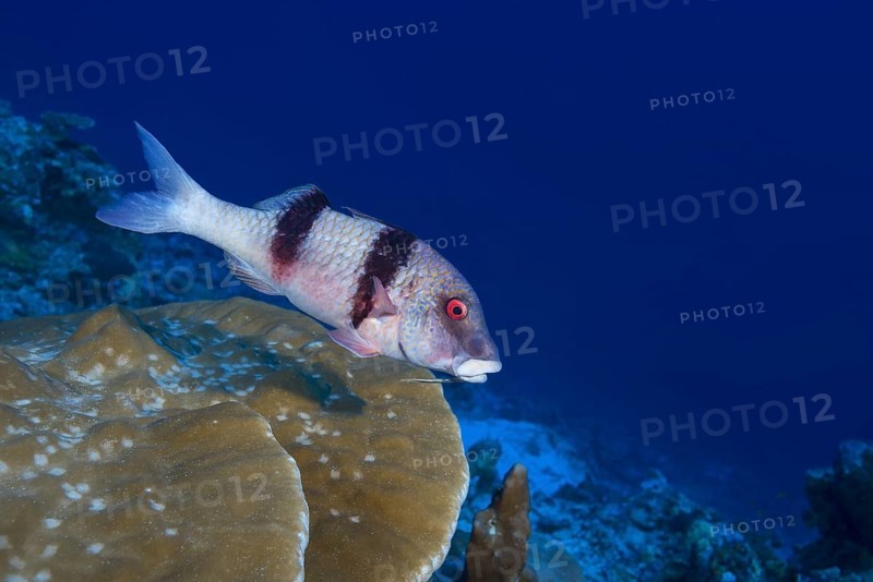 Indian Doublebar Goatfish (Parupeneus trifasciatus) swim over coral reef