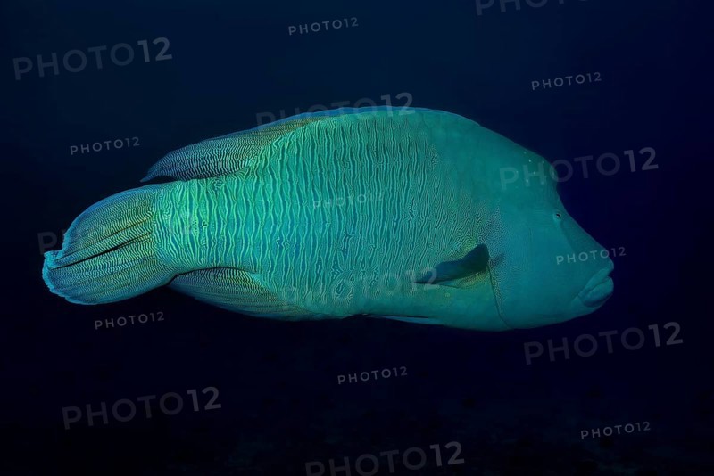 Napoleonfish (Cheilinus undulatus) swims in blue water