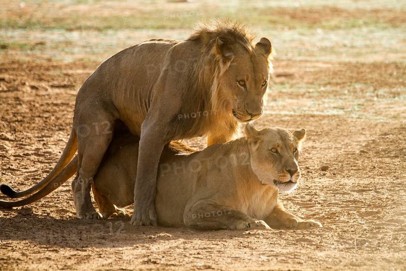 Lions (Panthera leo) during mating