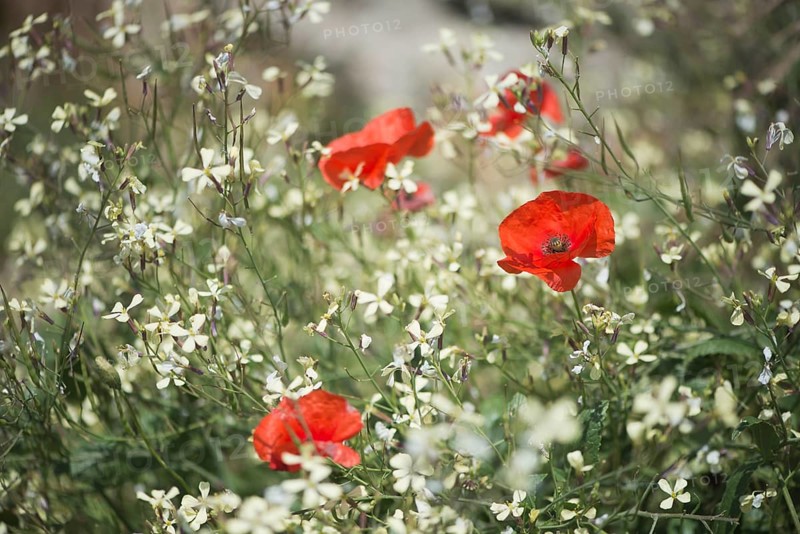 Corn poppy (Papaver rhoeas)