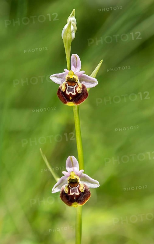 Late spider-orchid (Ophrys fuciflora)
