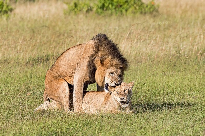 Lions (Panthera leo)