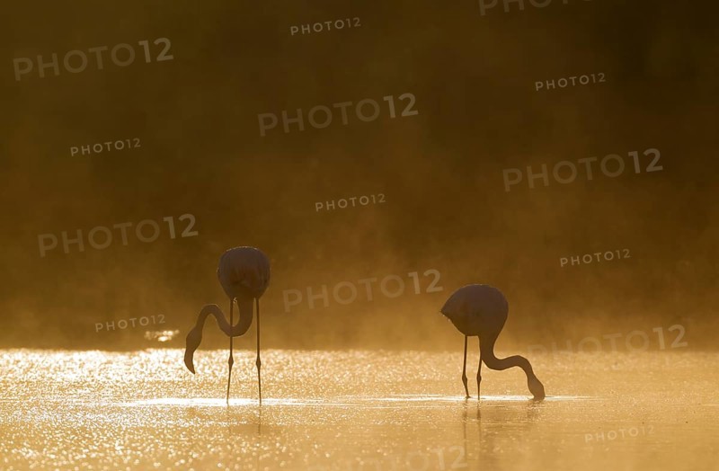 Greater Flamingo (Phoenicopterus roseus)
